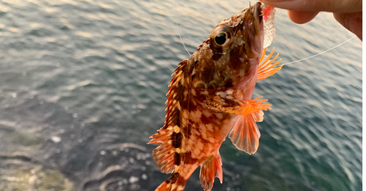 ガシラが釣れる 時期 と 時間帯 の総まとめ リグデザイン